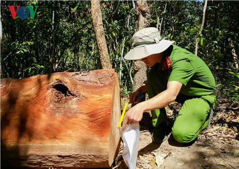 Công an tỉnh Gia Lai xác định, báo cáo về vụ cướp gỗ ở BQL rừng phòng hộ Đông bắc Chư Pảh là gian dối.