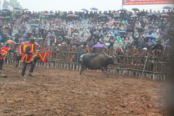 Những “ông cầu” bỏ chạy làm cho các chủ trâu phải đuổi theo để bắt lại dành chỗ cho các “ông cầu” tiếp theo.