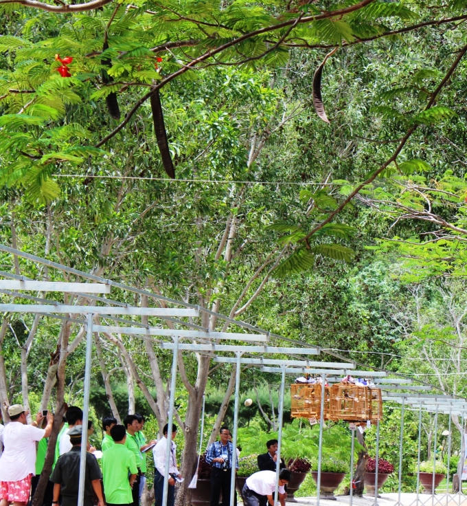 Theo đánh giá của các nghệ nhân chơi và huấn luyện chim Chào Mào trong mọi miền tổ quốc về dự hội thi lần này thì: Đây là hội thi chuyên nghiệp, đội ngũ trọng tài công tâm, có chuyên môn cao, đánh giá chính xác tài năng của từng chú chim. Đặc biệt, không gian và khí hậu trên đảo Hoa Lan rất thích hợp để các chú chim thoải mái thi đấu với nhau.