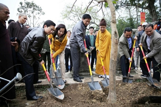 Đã có 999 cây mai vàng được trông trong khu vực chùa Hoa Hiên thuộc Khu di tích Yên Tử (Ảnh: Cổng thông tin điện tử Quảng Ninh).