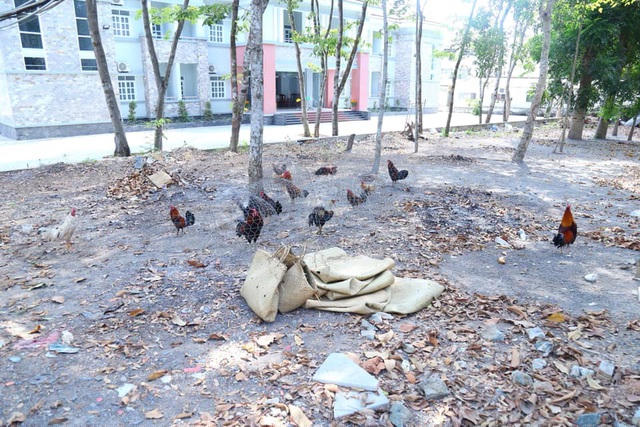 Khu vực tổ chức đánh bạc bằng hình thức đá gà.
