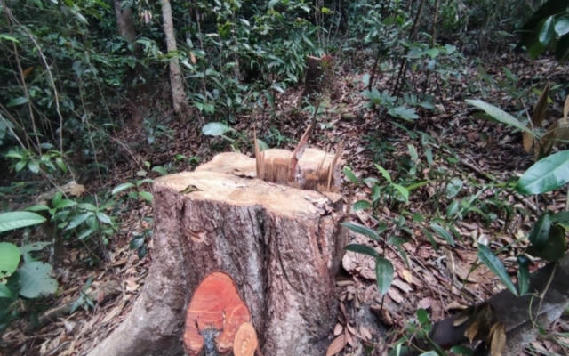 Gia Lai: Khởi tố vụ phá rừng tự nhiên tại huyện Ia Grai