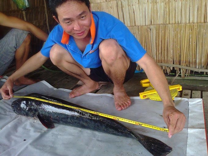 Con cá lóc bông dài gần 1 m, nặng 13 kg.