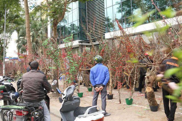 Càng gần Tết Nguyên đán, nhiều con phố, khu chợ ở Hà Nội lại tràn ngập các loại đào rừng từ khắp các tỉnh thành như: Hòa Bình, Lào Cai, Yên Bái… đổ về.