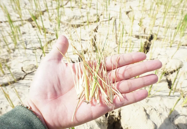 Cây lúa chết khô khó có khả năng phục hồi.