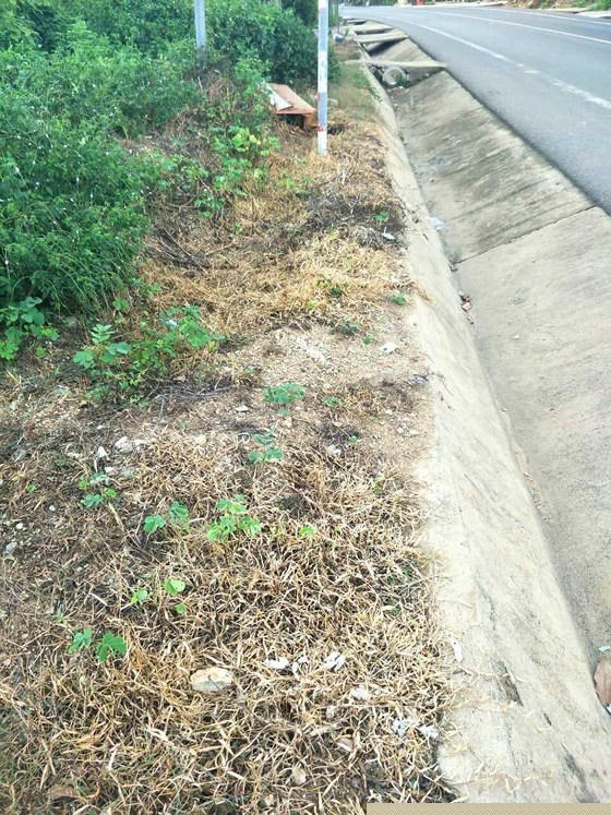 Một vị trí 2 bên đường Quốc lộ 24 đoạn qua xã Đắk Ruồng bị cáo buộc có phun thuốc diệt cỏ