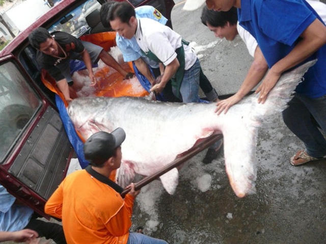 Trước đó, ngày 3/11/2014, con cá tra dầu nặng gần 230 kg đã được một nhà hàng ở TP.HCM mua về. Con cá được một ngư dân Campuchia dùng lưới bắt được tại Biển Hồ.