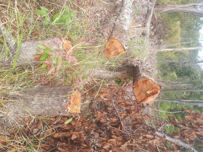 Nhiều cây to bị đốn hạ không thương tiếc.