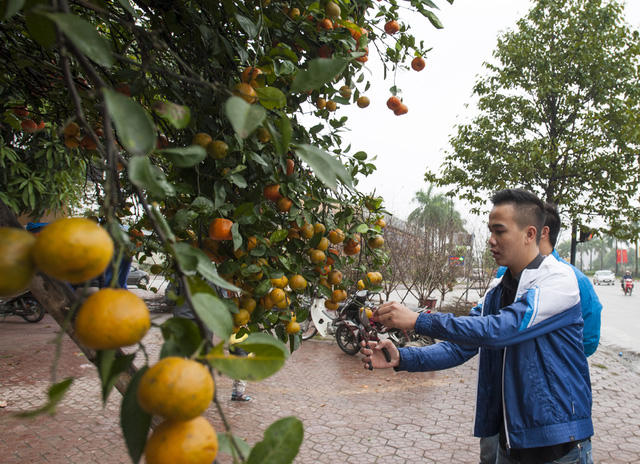 Sau khi mua, anh Tuấn Anh phải thuê người gánh ra đường lớn rồi vận chuyển về TP Vinh. Quá trình vận chuyển phải hết sức cẩn thận để không ảnh hưởng đến quả chín trên cây.