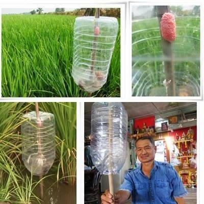 Chiếc bẫy được người nông dân Thái Lan thiết kế hoàn chỉnh