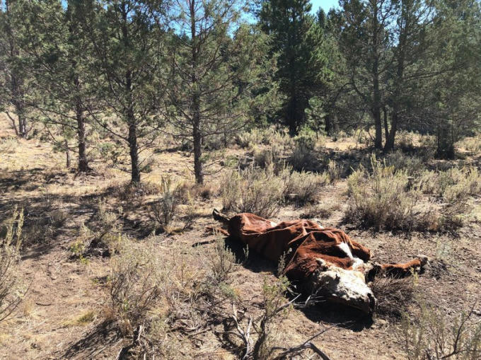 mysteriousbulldeaths__ak__3_custom386bf0c24ea655fcc3a1d81694edb69b57b17ff2s800c85