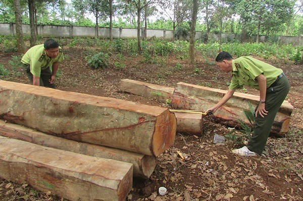 Một vụ phá rừng mới được phát hiện tại Đắk Lắk...
