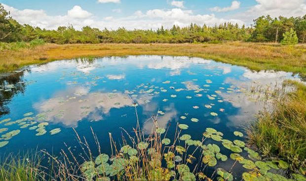 Một khu đầm lầy ở vùng Bắc Âu