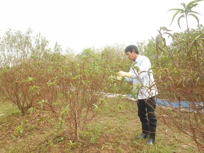 Anh Công vội vã tuốt lá đào vì thời tiết mùa đông năm nay ấm hơn.