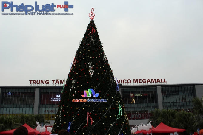 Cây thông xanh rất lớn được đặt ở sân trước. (Ảnh: Đức Biên)