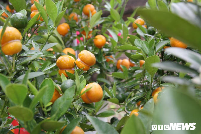 Hiện ở Văn Giang, mới có gia đình nhà bà Mai có loại quất độc đáo như vậy, nên cùng là cây quất cảnh chơi Tết nhưng loại quất này lại cháy hàng ngay từ những ngày đầu tháng 10 Âm lịch. "Khắp nơi về đặt hàng nhưng không phải ai tôi cũng dám nhận vì phải chờ đợi xem tỉ lệ thành công bao nhiêu. Thời gian nào phù hợp để dùng dây thắt quả là quan trọng nhất. Nếu không đúng thời điểm, quả quất có thể bị hỏng coi như bỏ cả cây", bà Mai chia sẻ.