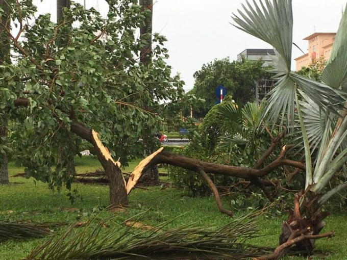 Cây ở nhiều tuyến đường trong TP Vinh bị quật ngã.