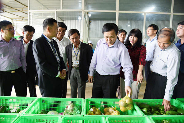 Phó Thủ tướng Vương Đình Huệ thăm mô hình tại HTX nông nghiệp Tiến Huy.