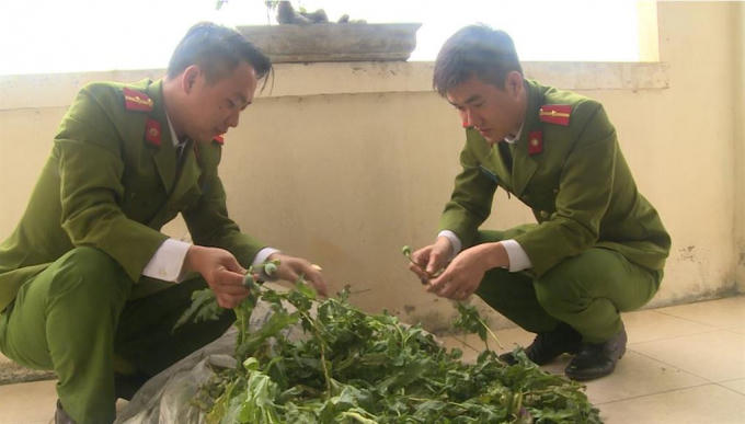 Lực lượng Công an thu giữ 113 cây thuốc phiện. (Ảnh: Công an tỉnh Thái Bình)