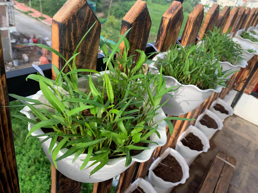 Chị chủ yếu trồng rau vào các chậu treo.