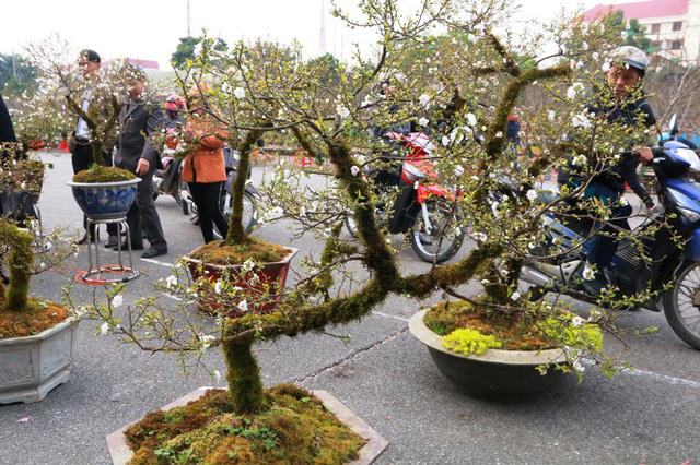 Cây mai trắng có thế "bạt phong" giá 80 triệu đồng. "Những cây lão mai trứ danh này chỉ có đại gia mới dám rinh về chơi Tết", một người dân chia sẻ.