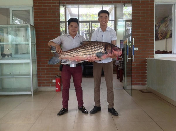 Một con cá Anh Vũ "khủng" nhà hàng Làng Vạn Chài sưu tầm được.