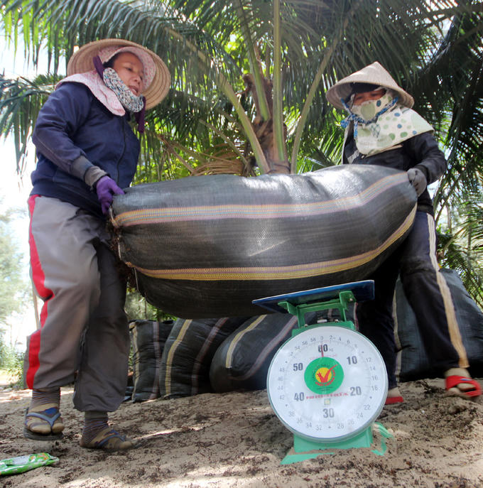 Sau khi sơ chế, giá rong mơ được thu mua 5.500 đồng/kg. “Chúng tôi đóng gói sau đó xuất bán Trung Quốc nhưng không biết rõ họ sử dụng làm gì”, một thương lái cho hay.   Nhiều tài liệu cho thấy rong mơ có tác dụng trong y học và công nghiệp (dùng để chế phẩm in hoa, hồ vải, dán gỗ, chế tơ nhân tạo).