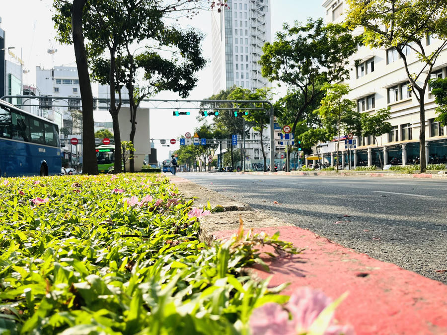 Dọc tuyến đường Hàm Nghi hoa rơi hồng trên các thảm cỏ bên đường