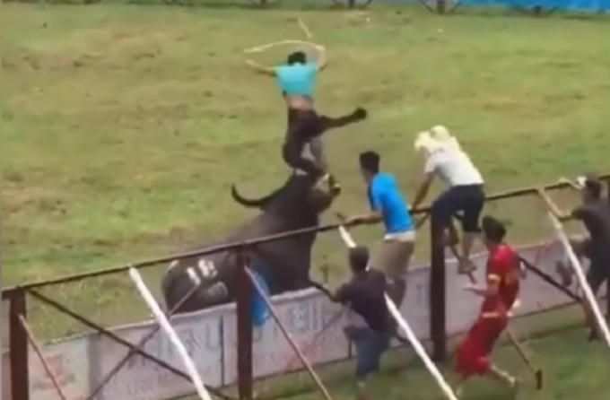 Hình ảnh chủ trâu bị chính trâu của mình húc hất lên bị trọng thương và tử vong ngay sau đó.