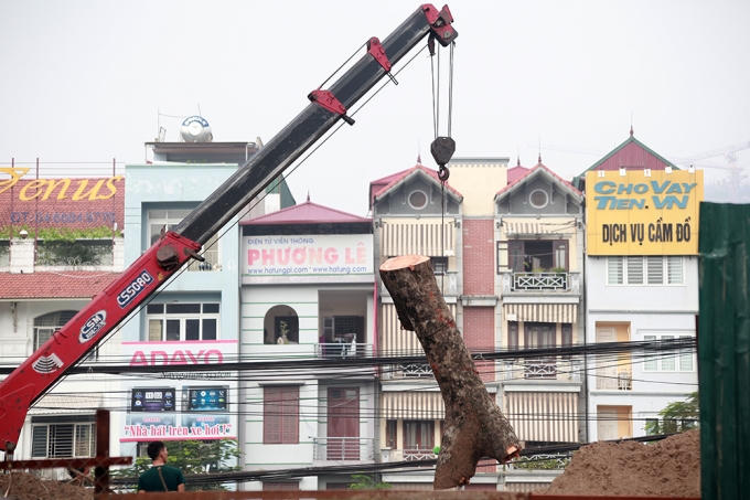  Được biết, những hàng cây xà cừ lớn trên tuyến đường Đội Cấn – Bưởi và phạm vi đường Láng ở Hà Nội sẽ tiếp tục bị đốn hạ để phục vụ thi công các công trình giao thông tại đây.