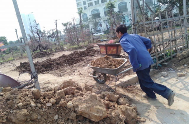 Sau tết, người trồng đào Nhật Tân hối hả vào vụ mới