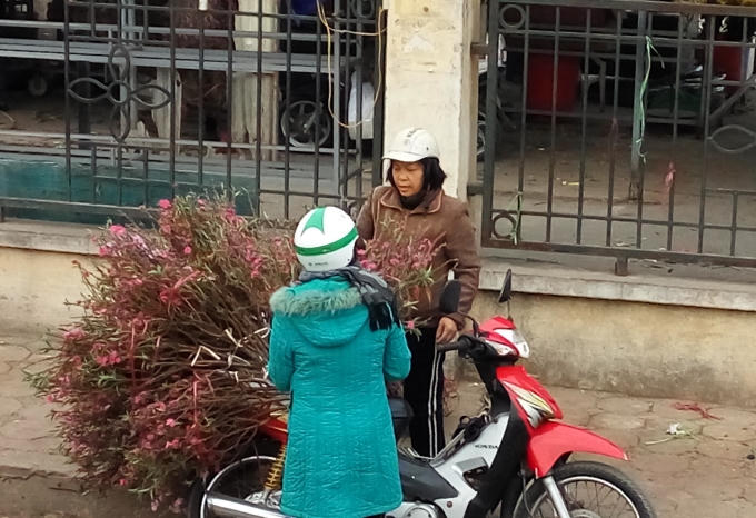 Dựng hoa đào xuống để bắt đầu bán.