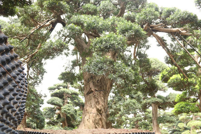 Nổi bật trong số đó là cây tùng la hán cổ thụ có tuổi đời vào khoảng 600 năm, của một dòng họ nổi tiếng ở vùng Chiba Nhật Bản. Cây cao khoảng 5m, đường kính gốc là 80cm, có dáng thế tự nhiên. Đây là một trong những cây tùng cổ có tuổi đời lâu năm hiếm hoi ở Nhật Bản.