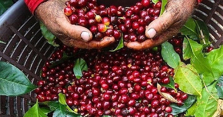 Giá cà phê nội địa tăng gần gấp đôi so với cùng kỳ. (Ảnh minh hoạ).