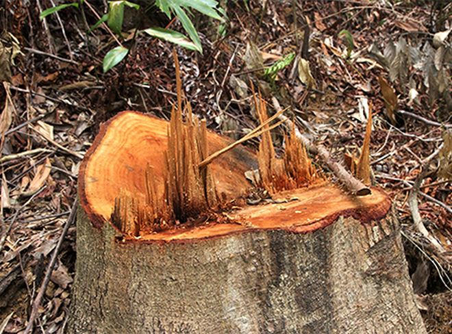 Những gốc cây còn mới bị chặt hạ