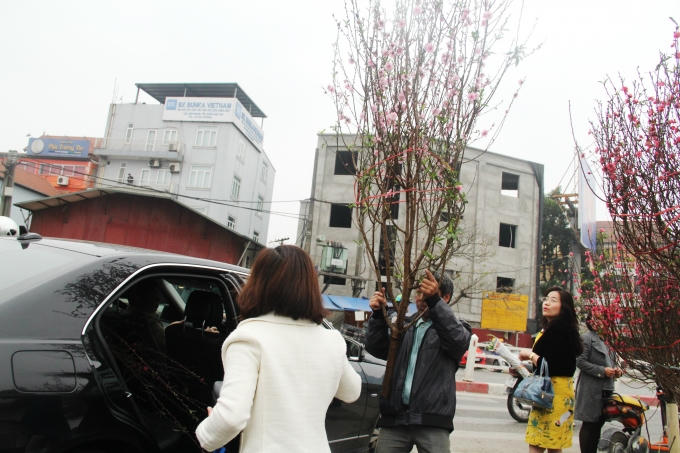 Nhiều gia đ&igrave;nh d&ugrave;ng cả &ocirc; t&ocirc; để chứa c&agrave;nh đ&agrave;o.