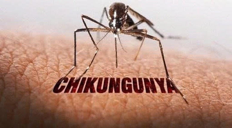 Bộ Y tế sẵn sàng kịch bản ứng phó khi Chikungunya xuất hiện.