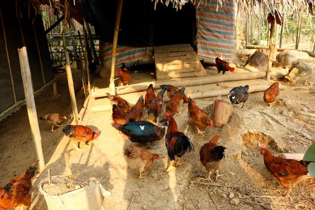 Gà nhiều cựa ưa nuôi thả tự do ở vùng đồi núi, chúng có khả năng kiếm ăn rất tốt.