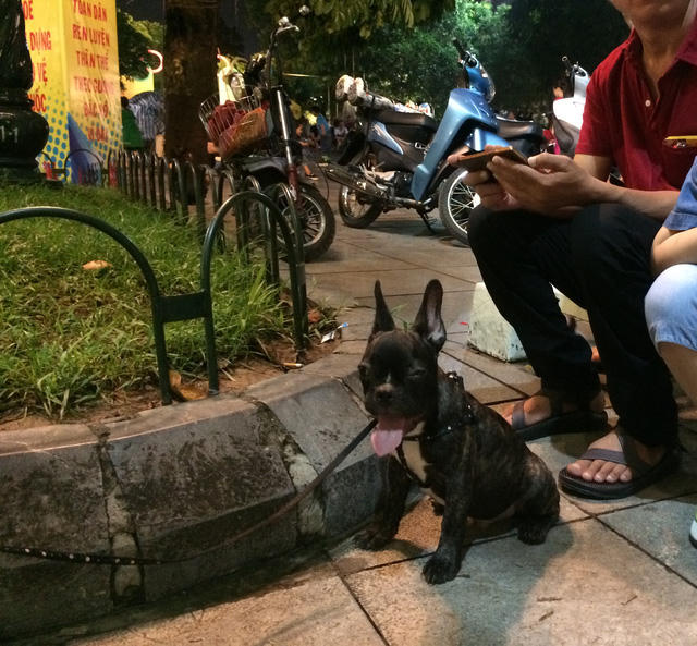 Chú chó này, với chủ của nó có thể là thú cưng "không cắn ai bao giờ", nhưng với những người lạ đi đường, đặc biệt là trẻ nhỏ, thì không nói trước được điều gì.