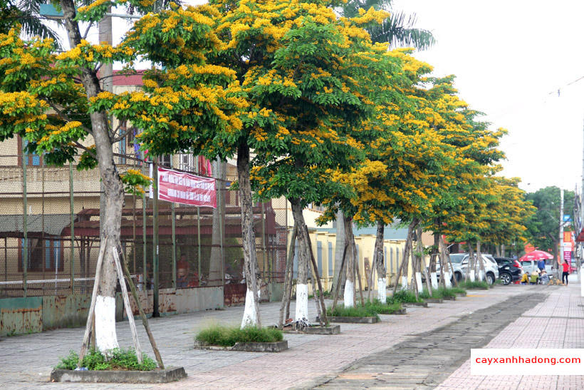 Cây Giáng Hương. Ảnh minh hoạ.