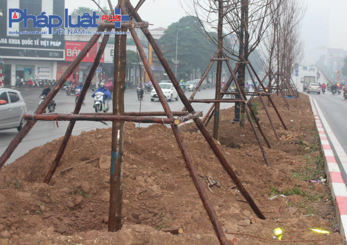 Theo quan sát của PV, cây có chiều cao trung bình từ 5-7 m, và được giữ thẳng bằng khung