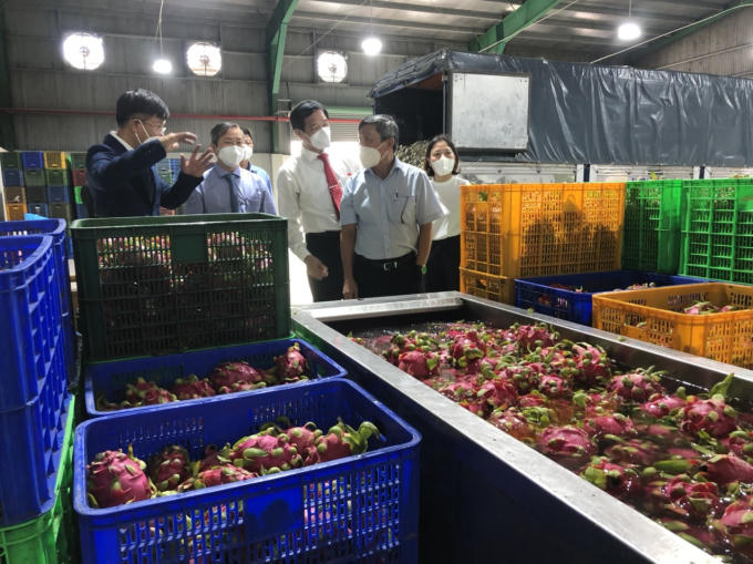 Chế biến thanh long ngiêm ngặt qua từng khâu sản xuất.