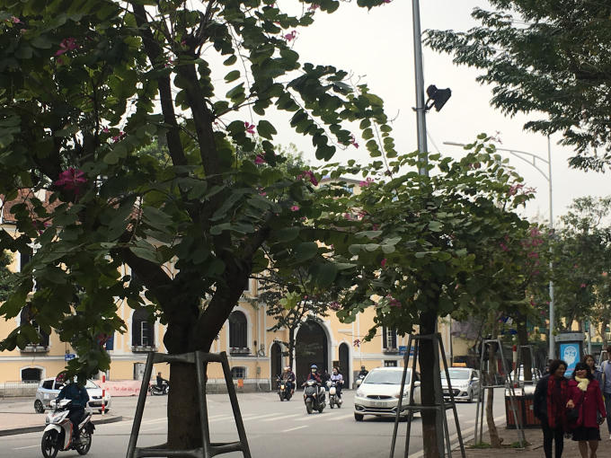 Hoa ban hồng bung nở trên đường Đinh Tiên Hoàng.