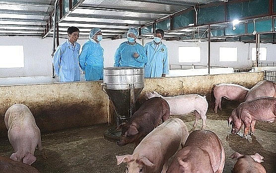 Đồng Tháp triển khai đồng bộ, quyết liệt các biện pháp phòng, chống bệnh dịch tả lợn Châu Phi