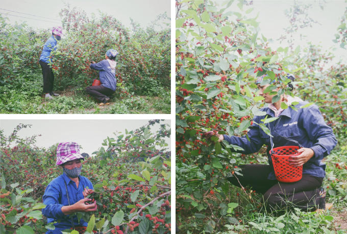 Cô Đinh Thị Lan, chủ một vườn dâu tại xã Hiệp Thuận hằng ngày phải thuê người đi thu hoạch dâu từ sáng sớm. Mỗi ngày cần 3 đến 4 công nhân mới có thể hái hết số dâu chín trong vườn.