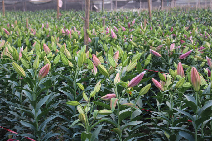 ... những thời điểm sốt giá có thể lên tới 60.000 - 80.000 đồng/cành hoa đẹp