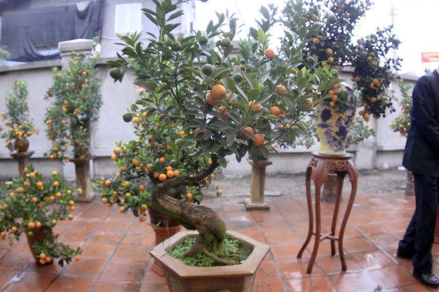 Quất cảnh Tứ Liên “đọ sắc” - 1