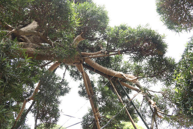 Được biết, hàng năm dòng họ Nhật từng sở hữu cây tùng quý này vẫn sang thăm và đưa nghệ nhân sang cắt tỉa, uốn thế.