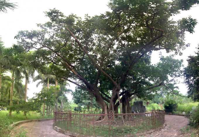 Cây đa Bác Hồ trồng 54 năm trước giờ đây đã rợp bóng mát cả một góc vườn.