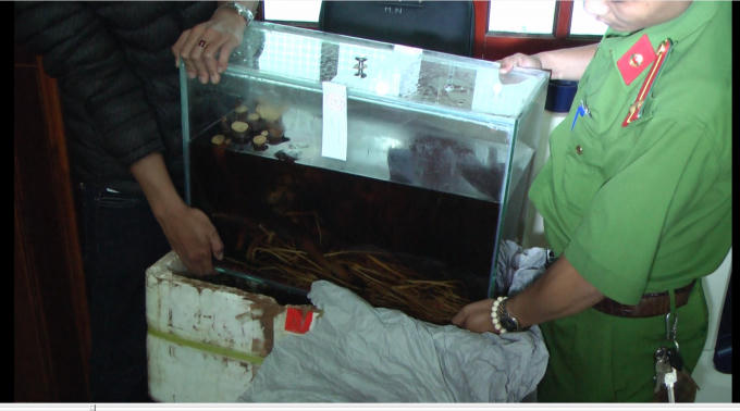 Cá thể cọp ngâm trong bể rượu.